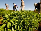 Stevia Şeker Otu Birçok Hastalığa İyi Geliyor