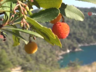 Tabiattaki binlerce y�ll�k �ifa