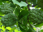 Tam Bir �ifa Deposu: Hint Ayvas�