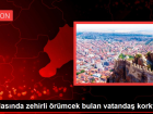 Tarlas�nda zehirli �r�mcek bulan vatanda� korktu