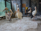 Tarsus Do�a Park�, yaral� hayvanlar i�in rehabilitasyon merkezi
