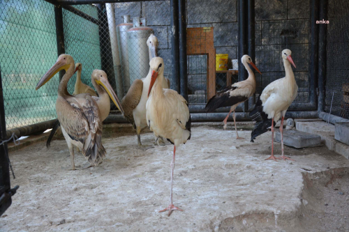 Tarsus Doa Park, yaral hayvanlar iin rehabilitasyon merkezi
