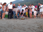 Tedavileri tamamlanan caretta carettalar denize b�rak�ld�