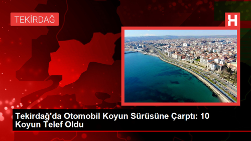 Tekirda'da Otomobil Koyun Srsne arpt: 10 Koyun Telef Oldu