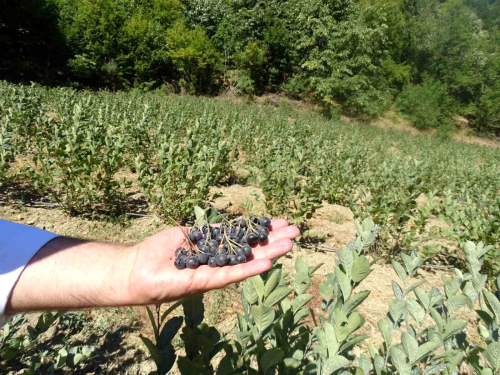 Tekirda arky'de Aronya Hasad Balad