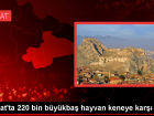 Tokat'ta 220 Bin B�y�kba� Hayvan Keneye Kar�� �la�land�