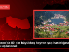 Trabzon'da B�y�kba� Hayvanlara �ap A��lama Program� Ba�lat�ld�