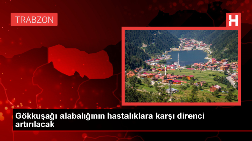 Trabzon Su rnleri Merkez Aratrma Enstits, Gkkua Alabalnn Hastalklara Direncini Gelitirmek in Genetik alma Yrtyor