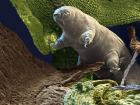 T�rk Bilim �nsanlar�, �l�ms�z Canl� Tardigradan�n Genlerini �nsanlara Aktarabilmek ��in �al��malara Ba�lad�