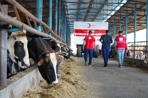 Trk Kzlay Trkiye ve 21 lkede Vekaletle Kurban Kesimine Balad