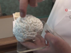T�rkiye'de bir ilk: 3D yaz�c� ile insan beyninin birebir kopyas� yap�ld�