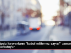 T�rkiye'deki Sahipsiz Hayvan Sorunu Art�k Ba�a ��k�lamaz Hale Geldi