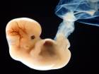  Ebeveynli Bebek Uygulamas ngiltere'de Balyor