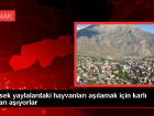 Uludere'de mobil veteriner ekipleri hayvanlar� a��l�yor
