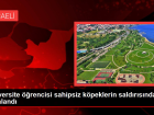 �niversite ��rencisi sahipsiz k�peklerin sald�r�s�ndan yaraland�
