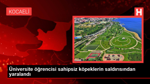 niversite rencisi sahipsiz kpeklerin saldrsndan yaraland