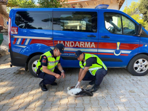 Uak'ta yaral leylek tedavi altna alnd