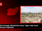 U�ak'ta Yeni Do�an Buza��lara A��z S�t� Tedavisi