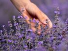 Uykusuzluk, depresyon, a�r� ve yaran�n ilac�: Lavanta