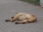 Uzman psikolog Soysal: 