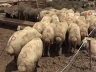Uzman�ndan kurban eti t�ketimi �nerileri: �lk g�n Adana Kebap yapmay�n