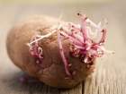 Uzmanlar Uyard�: Filizlenmi� Patates Yemeyin!
