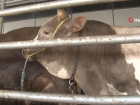 Veterinarian explains what to consider when choosing sacrificial animals