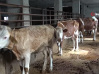 Veteriner hekim kurbanl�k se�imi ve kesimi hakk�nda bilgi verdi