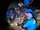 Yabani Dağ Keçisi Kırık Çeneyle Tedavi Altına Alındı