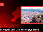 Yaral� 3 leylek Eber G�l�'nde do�aya sal�nd�