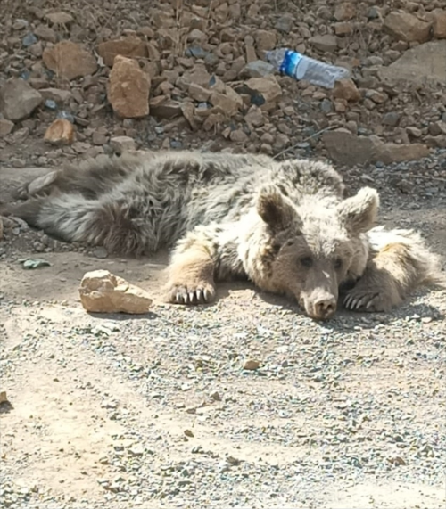 Yaral Ay Van'da Tedavi Altna Alnd