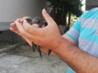 Yaral� Ebabil Ku�u Yalova Belediyesi'ne Teslim Edildi