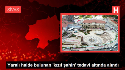 Yaral halde bulunan 'kzl ahin' tedavi altnda alnd