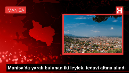 Yaral Leylekler Tedavi Altna Alnd