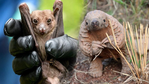 Yarasa m, pangolin mi? Koronavirsn kaynana ilikin tartmalar sona erecek