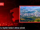 Yavru leylek tedavi alt�na al�nd�