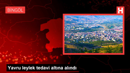 Yavru leylek tedavi altna alnd