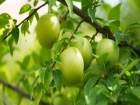 Yaz�n Bol Bol Erik Yiyin