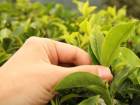 Yeşil Çay, Antioksidan Zengini