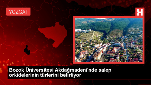 Yozgat Bozok niversitesi, Akdamadeni ormanlarnda salep orkideleri zerinde alyor