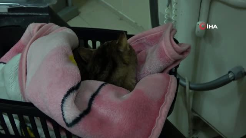 Yksekten den kedisinin tedavisi iin Tokat'tan OM'ye geldi