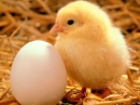 Yumurta Alerjisine Dikkat!