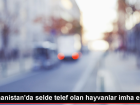 Yunanistan'da sel felaketinde telef olan hayvanlar imha edildi