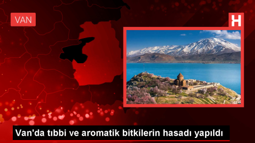 YY'de Tbbi ve Aromatik Bitkilerin Hasad Gerekletirildi