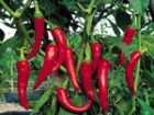 Zay�flamak ��in Samanda� Biberi T�ketin!