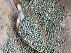 Zay�flatan Mucize Ye�il Mercimek