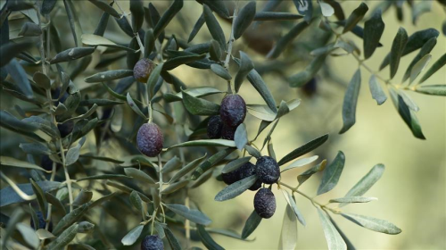 Zeytin yapra ay faydalar nelerdir? Zeytin yaprann faydalar koronavirse iyi gelir mi? Zeytin yapra ay nasl yaplr?