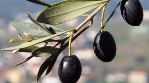 Zeytin yapra koronavirse iyi geliyor mu?