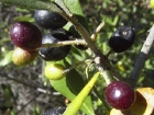 Zeytin Yapra��ndaki Mucize!