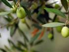 Zeytin Yapraklar� Antioksidan Kayna��